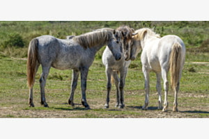 Camargue Camargue