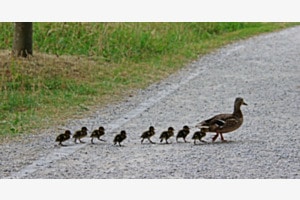 Balade en Famille !