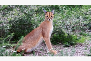 Caracal Caracal