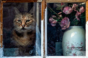 Stillleben mit Katze