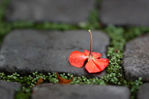 Rote Blüte