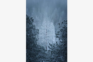 Baum