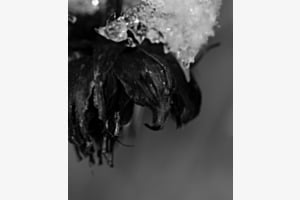 Black Ice 