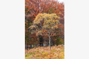 Herbstimpressionismus