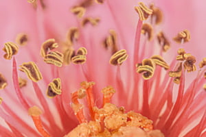 Makro Blume