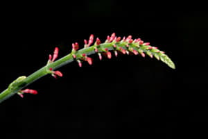 Pflanze im Papiliorama