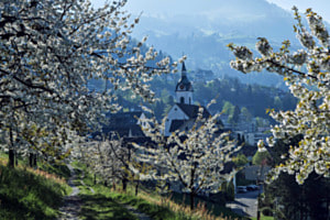 Kirschblüten in Walchwil