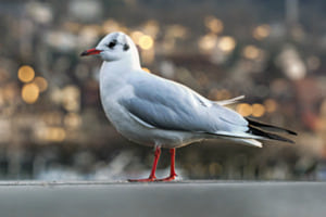 Möwe bei Sonnenuntergang