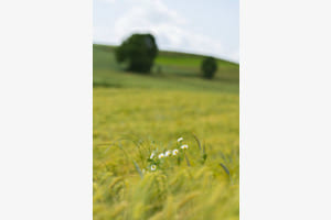 Fleurs des champs