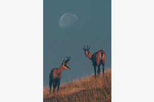 Meeting under the moon Meeting under the moon