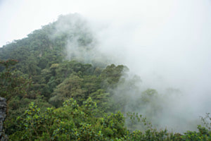 Regenwald