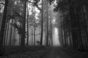 Stille im Wald