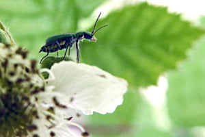 Clanoptilus elegans