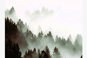 Nebelwald