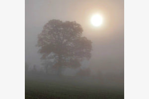 Eiche im Nebel
