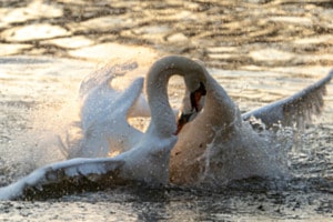 Combat des cygnes