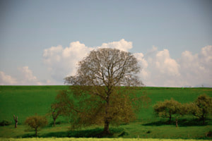 Le sage du pré