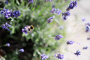Les cimes des fleurs
