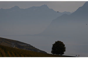 Brouillard 03