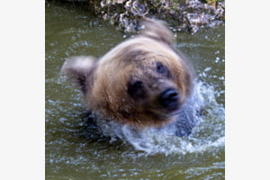 Jeux aquatiques