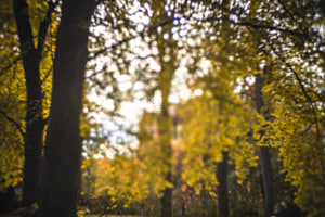 Automne étincelant