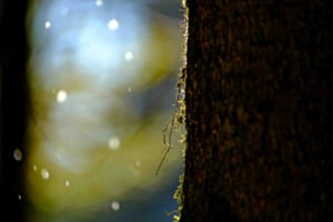 Ma forêt enchantée 