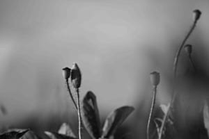 coquelicots 