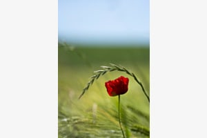 Coquelicot 1