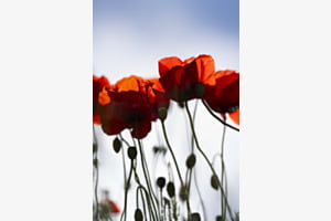 Coquelicot 2