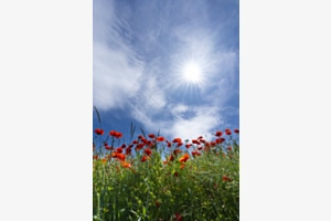Coquelicot 3