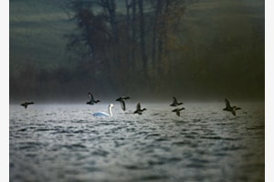Schwan und Enten im Nebel