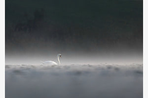 Schwan im Nebel