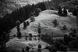 Almwiese
