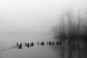 Silhouettes de canards et d’arbres noyées dans la brume matinale