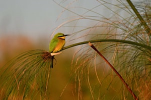 Bienenfresser , Botswana Bienenfresser , Botswana