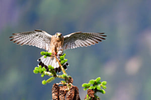 Turmfalke mit Futter Turmfalke mit Futter