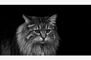 Katze 
