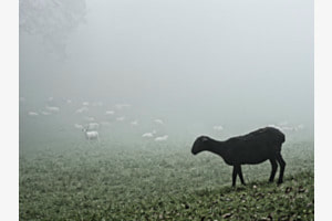 das schwarze Schaf