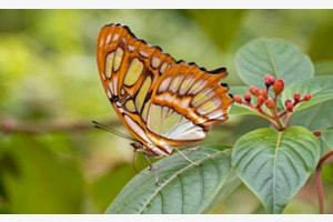 Wunder der Natur