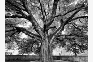 Der alte Baum Der alte Baum