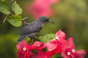 Frühlings Nektar