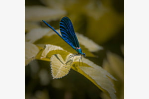 Die Blaue