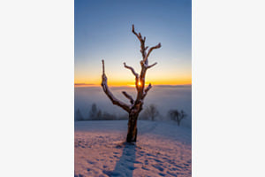 Der dirigierende Baum