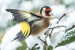 Vogeltänzer