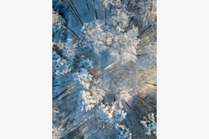 White forest