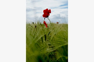 Coquelicots au vent 