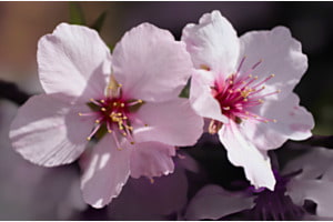 Rosa Traum