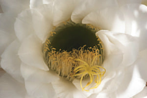 Fleur de cactus 