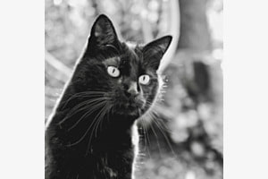 Chico