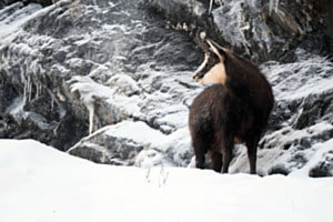 Chamois sous la neige Chamois sous la neige